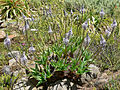 File:120px-Scilla natalensis 1.jpg