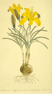 File:180px-Crocus-angustifolius.jpg