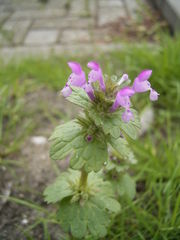 File:180px-Lamium amplexicaule plant.jpg