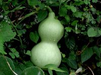 File:200px-Courge encore verte.jpg