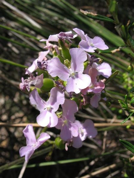 File:450px-Stylidium affine flower1.jpg