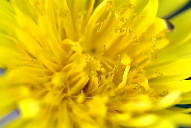 File:640px-Dandelion-JAM.jpg
