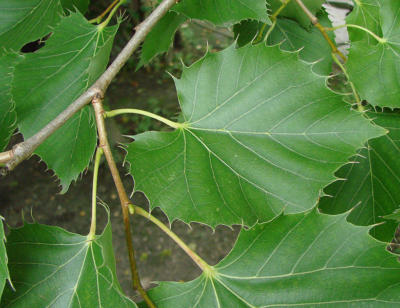 File:780px-Tilleul henryana Amiens.jpg