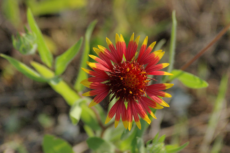 File:800px-Indian Blanket.jpg