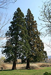 File:164px-Sequoiadendron giganteum in Hungary.jpg
