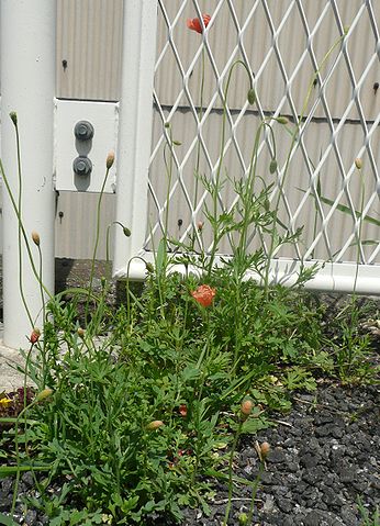 File:346px-Papaver dubium L. on the road.jpg