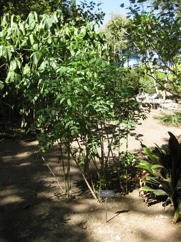 File:360px-IMG 1949 hunt09oct.jpg