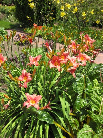 File:360px-IMG 7690 hunt09jun.jpg