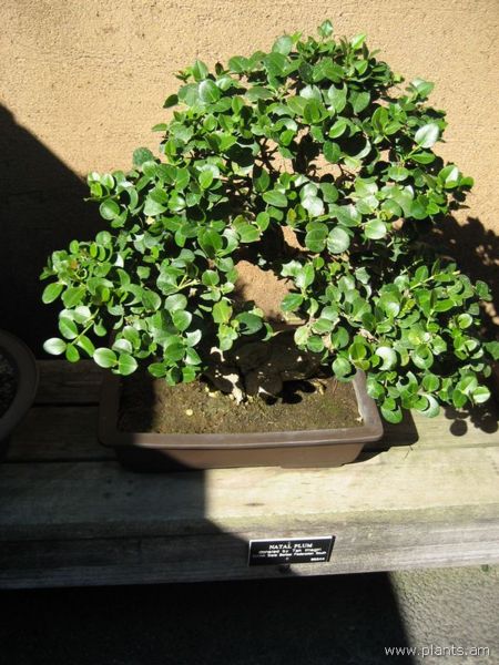 File:450px-Carissa macrocarpa-natal plum-bonsai-IMG 0741 hunt07.jpg