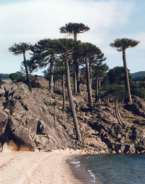 File:475px-Araucaria araucana playa.jpg