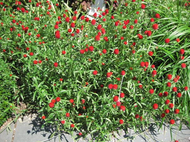 File:640px-IMG 0110 nybg09.jpg