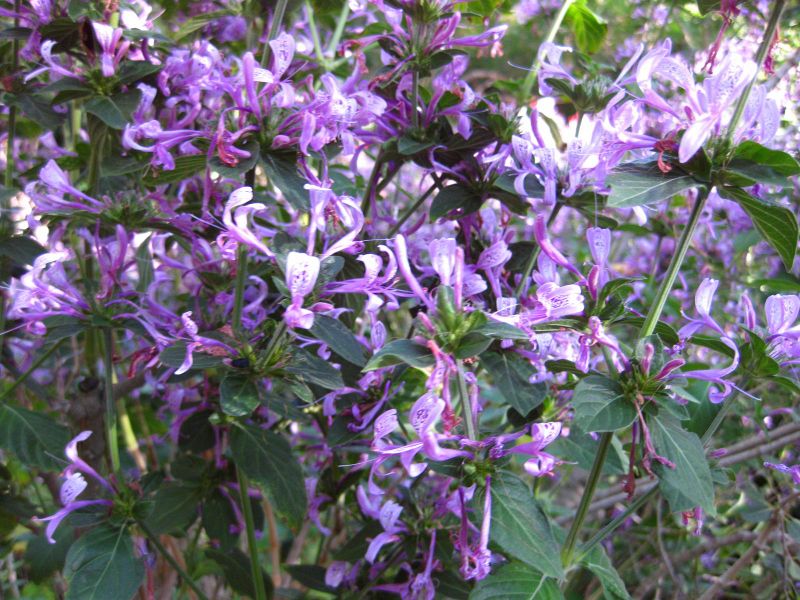 File:800px-IMG 2656 ucla09.jpg