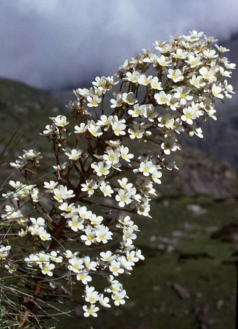File:347px-Saxifraga longifolia hampe florale.jpg