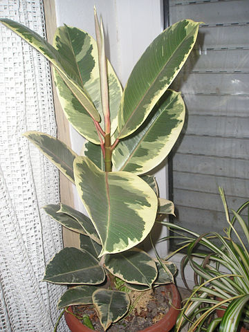 File:360px-Ficus elastica Variegata.jpeg
