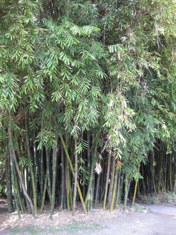 File:360px-IMG 4215 hunt0904.jpg