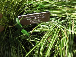 File:320px-IMG 0294 nybg09.jpg