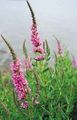 File:77px-Purple loosestrife.jpg