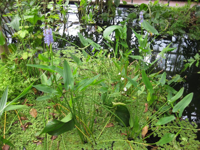 File:800px-IMG 0983 bbg09.jpg