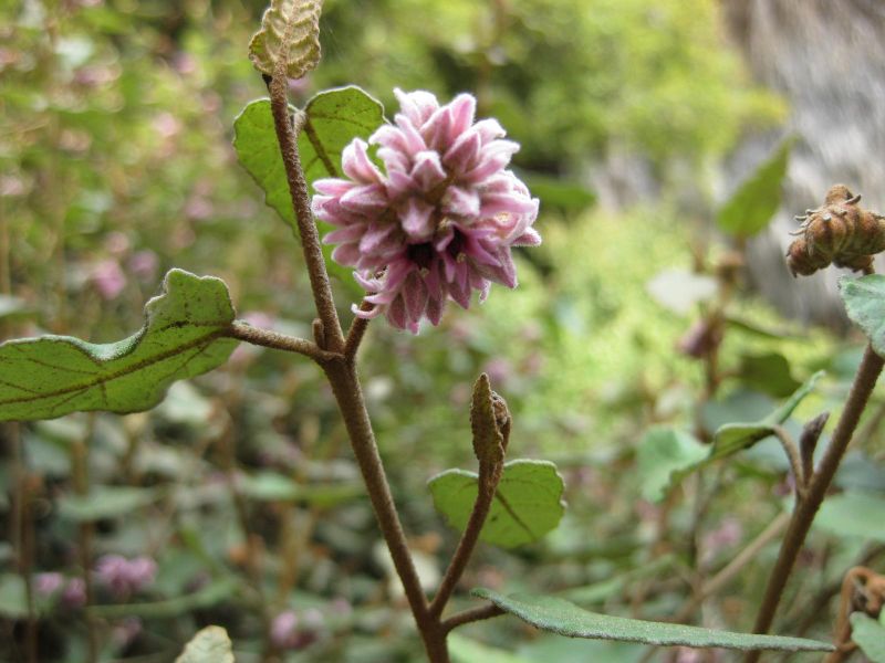 File:800px-IMG 4591 hunt0904.jpg