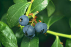 File:240px-Blueberries.jpg