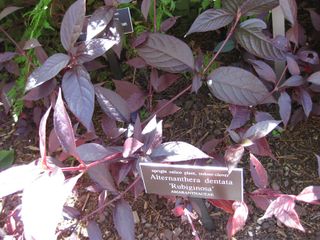 File:320px-IMG 0105 nybg09.jpg