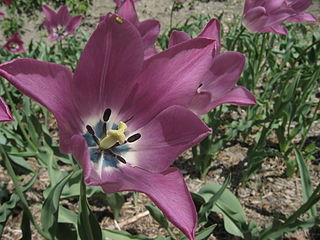 File:320px-Tulipa platystigma2.jpg
