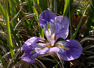 File:320px-Iris unguicularis 170208.jpg