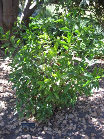 File:360px-IMG 1941 hunt09oct.jpg