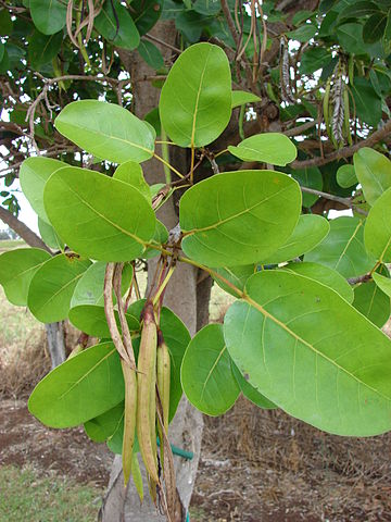 File:360px-Starr 060928-0493 Tabebuia rosea.jpg