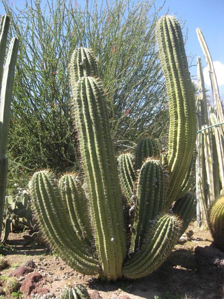 File:450px-IMG 2481 hunt0903.jpg