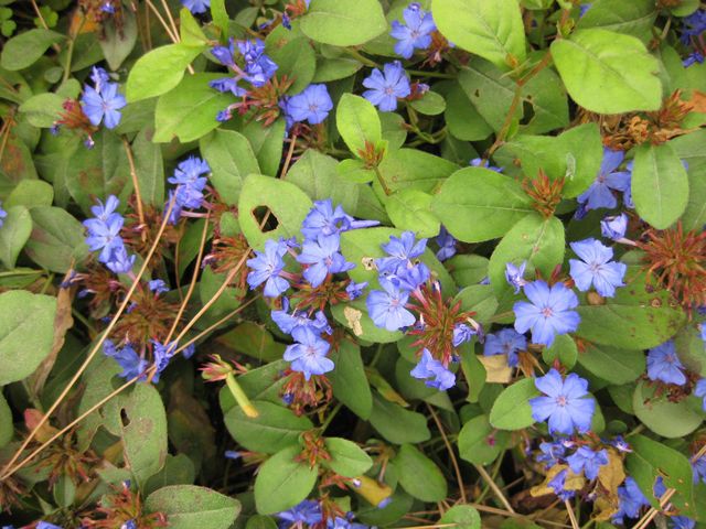 File:640px-IMG 1386 bbg09.jpg