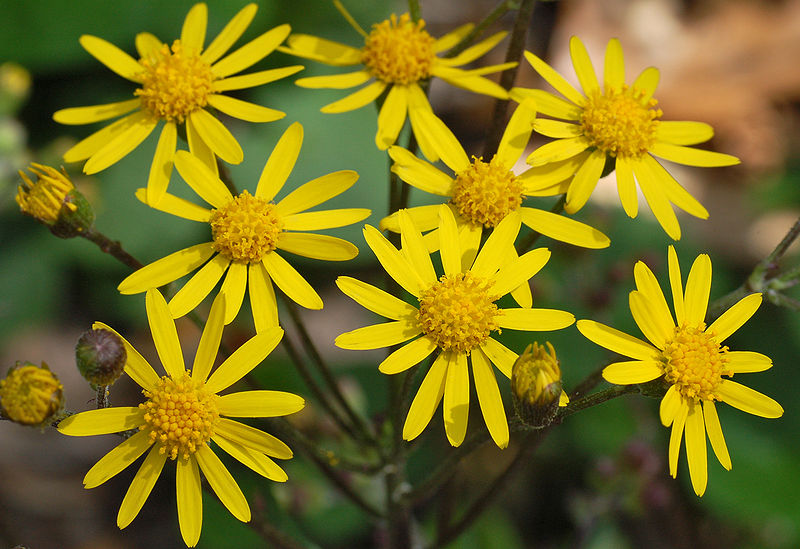 File:800px-Golden Ragwort Senecio aureus Flowers 2616px.jpg