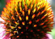 File:180px-Echinacea-purpura-flower-closeup.jpg