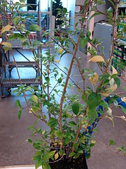 File:180px-Starr 080103-1457 Thunbergia erecta.jpg