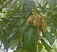 File:240px-Mangif foetid 070412 3648 ltn.jpg