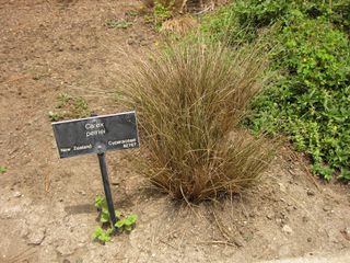 File:320px-IMG 7336 hunt09jun.jpg