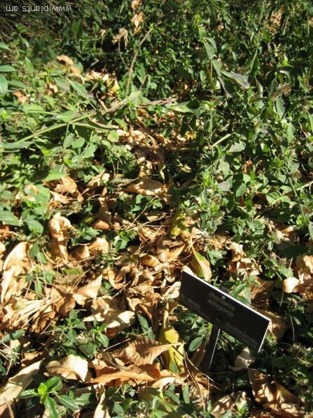 File:450px-Barleria elegans-IMG 0793 hunt07.jpg