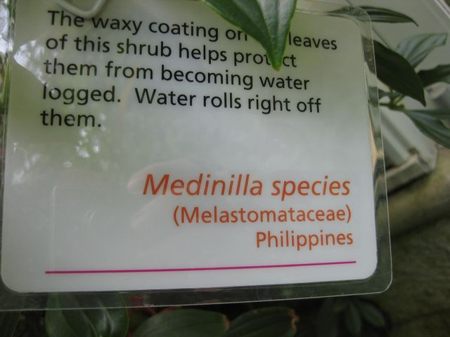 File:640px-IMG 7622 hunt09jun.jpg