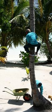 File:168px-Coconut harvest.jpg