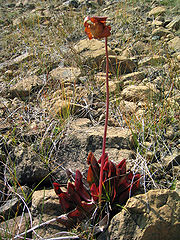 File:180px-Purplepitcherplant.jpg