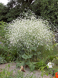 File:200px-Crambe cordifolia plant.jpg