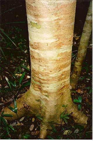 File:318px-Acradenia euodiiformis - Nov 99 Coorabakh National Park.jpg