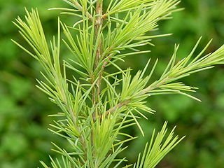 File:320px-Deodar Cedar Cedrus deodara 'Gold Cone' Needle Closeup 3264px.jpg