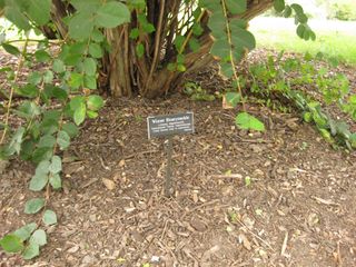 File:320px-IMG 1380 bbg09.jpg