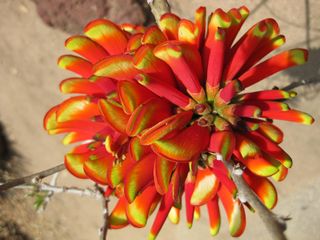 File:320px-IMG 4328 hunt0904.jpg