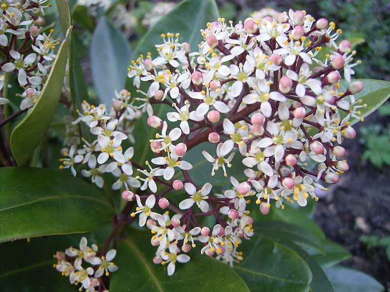 File:800px-SkimmiaJaponica Rubella flowers.jpg