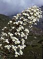 File:87px-Saxifraga longifolia hampe florale.jpg