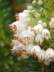 File:180px-Erica vagans0.jpg