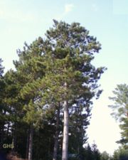 File:180px-Pinus resinosa.jpg