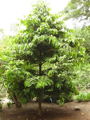 File:360px-IMG 7046 hunt09jun.jpg